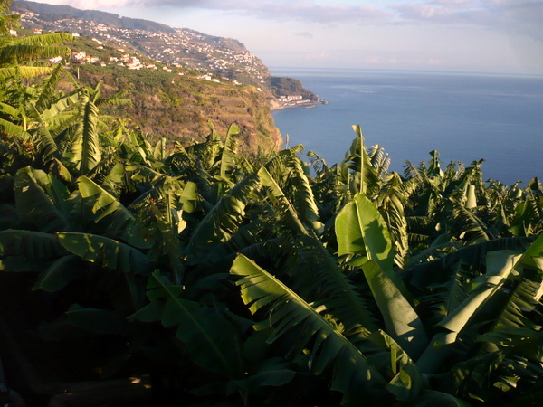 GESBA (Banana da Madeira)