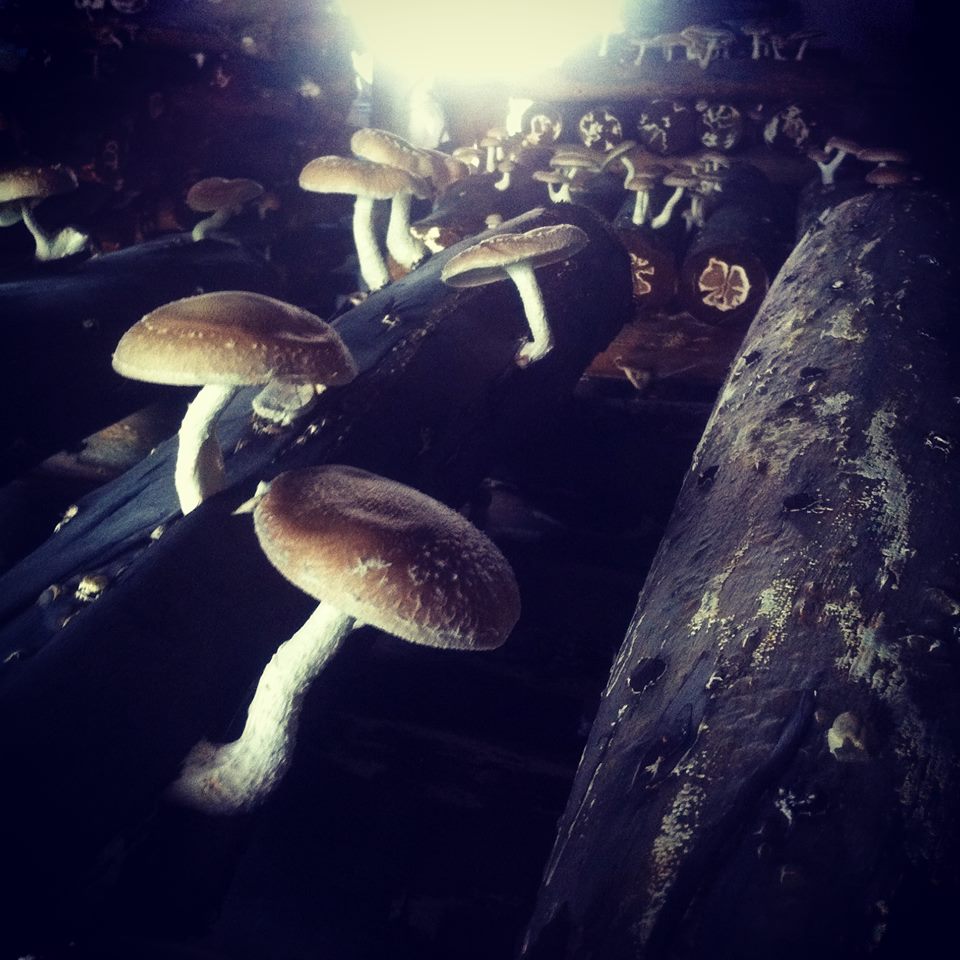 Mushiitake - Daniel Manso e João Blanco